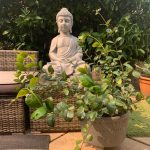 Feng Shui Plants – Healthy Living